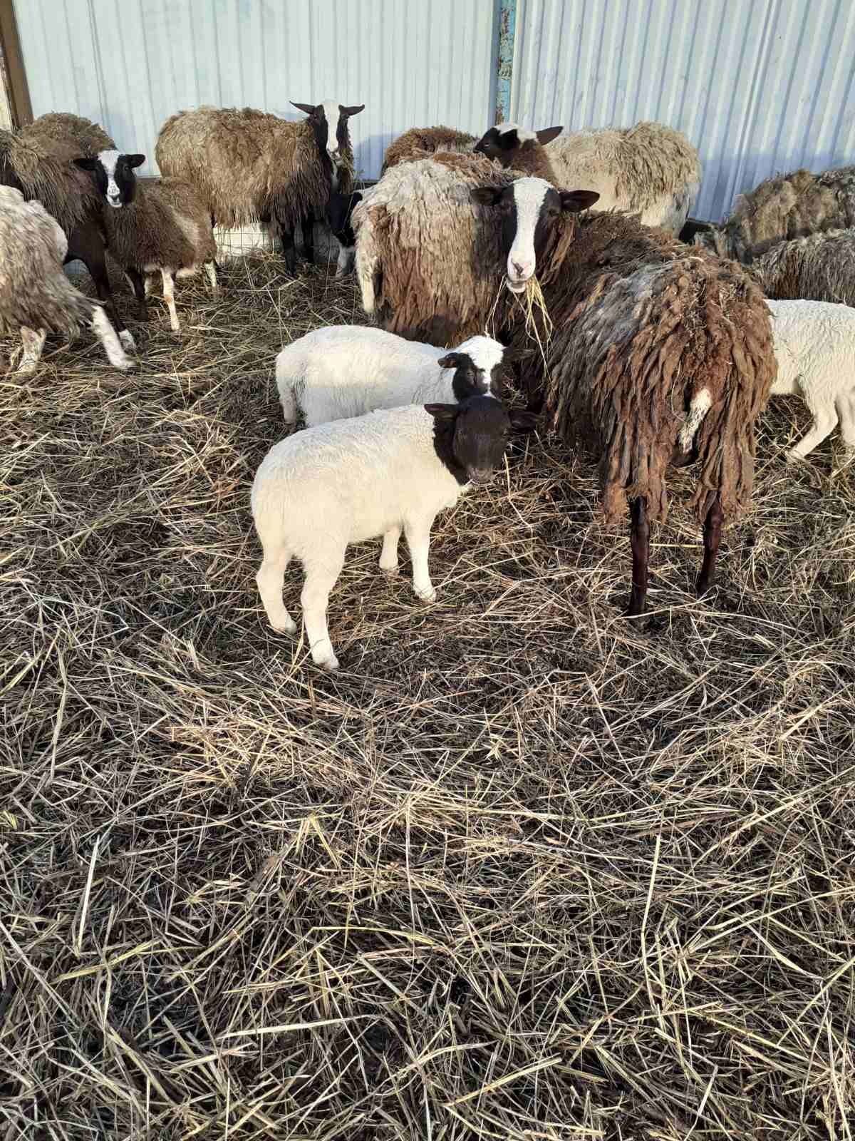 Продам вівці  кроси