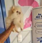 Spitz anao macho lulu Pomerânia lindo