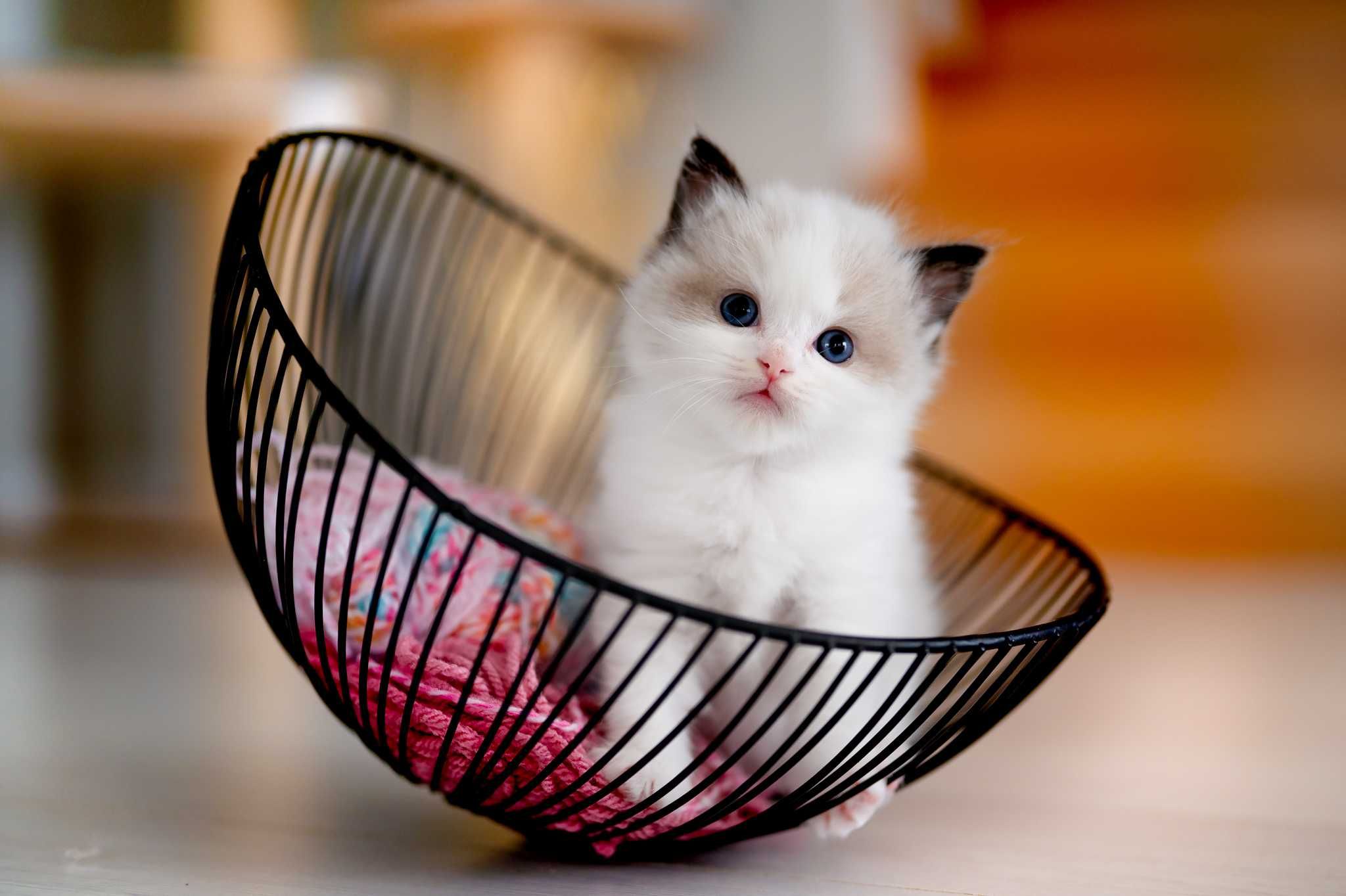 Ragdoll po Championach Rodowód WCF Lew w salonie*PL