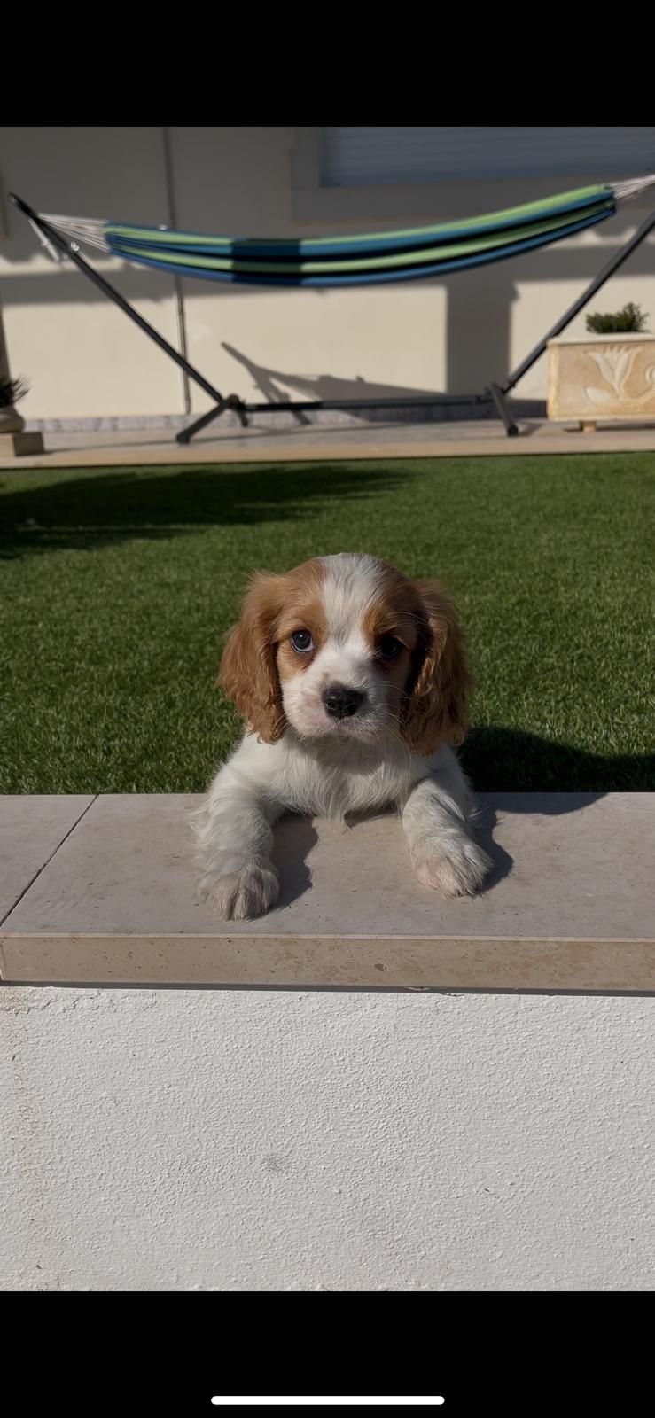 cavalier king charle macho