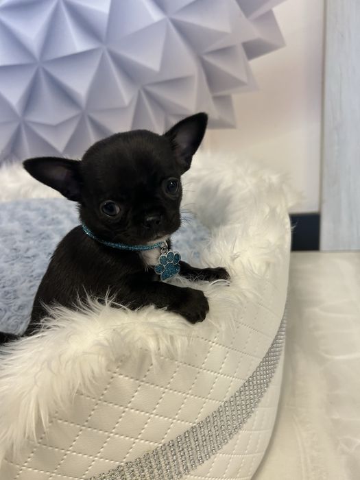 Chihuahua malutki chłopiec po championach Polski .CUDO