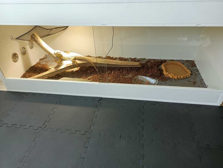 Terrário com kit e lâmpada HID