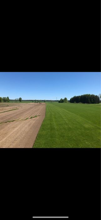 Trawnik z rolki Trawa z Rolki Premium