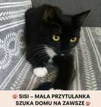 Poznań i okolice - młoda kotka Sisi szuka domu