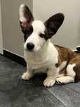Welsh Corgi Cardigan - suczka FCI