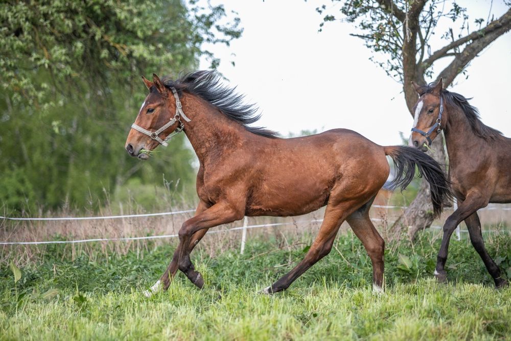 Sprzedam rocznego ogierka