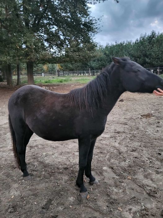 Klacz huculska 2,5 letnia