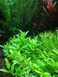 Staurogyene Repens