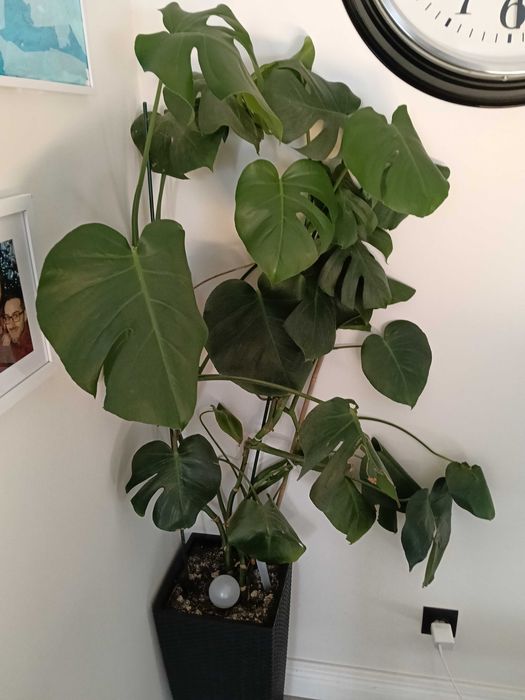 Monstera w donicy 6 letnia