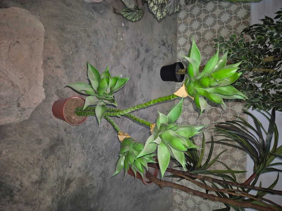 Planta plástico grande (3 plantas)