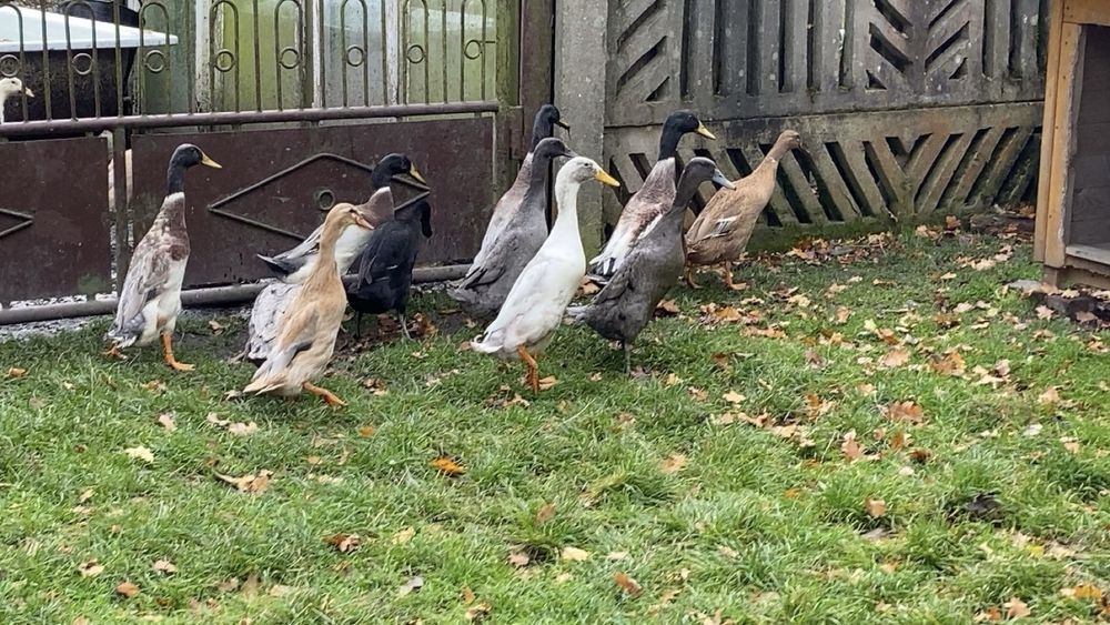 Biegusy indysjkie biegus indysjki pary kaczory