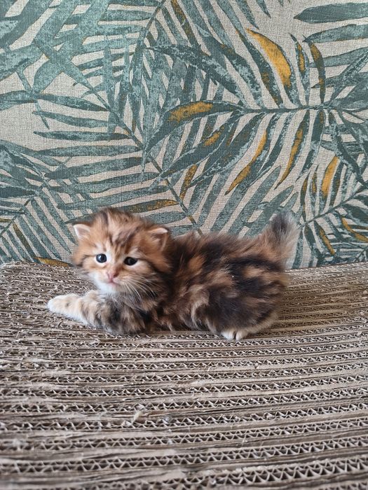 Kot syberyjski kotki międzynarodowy rodowód FPL