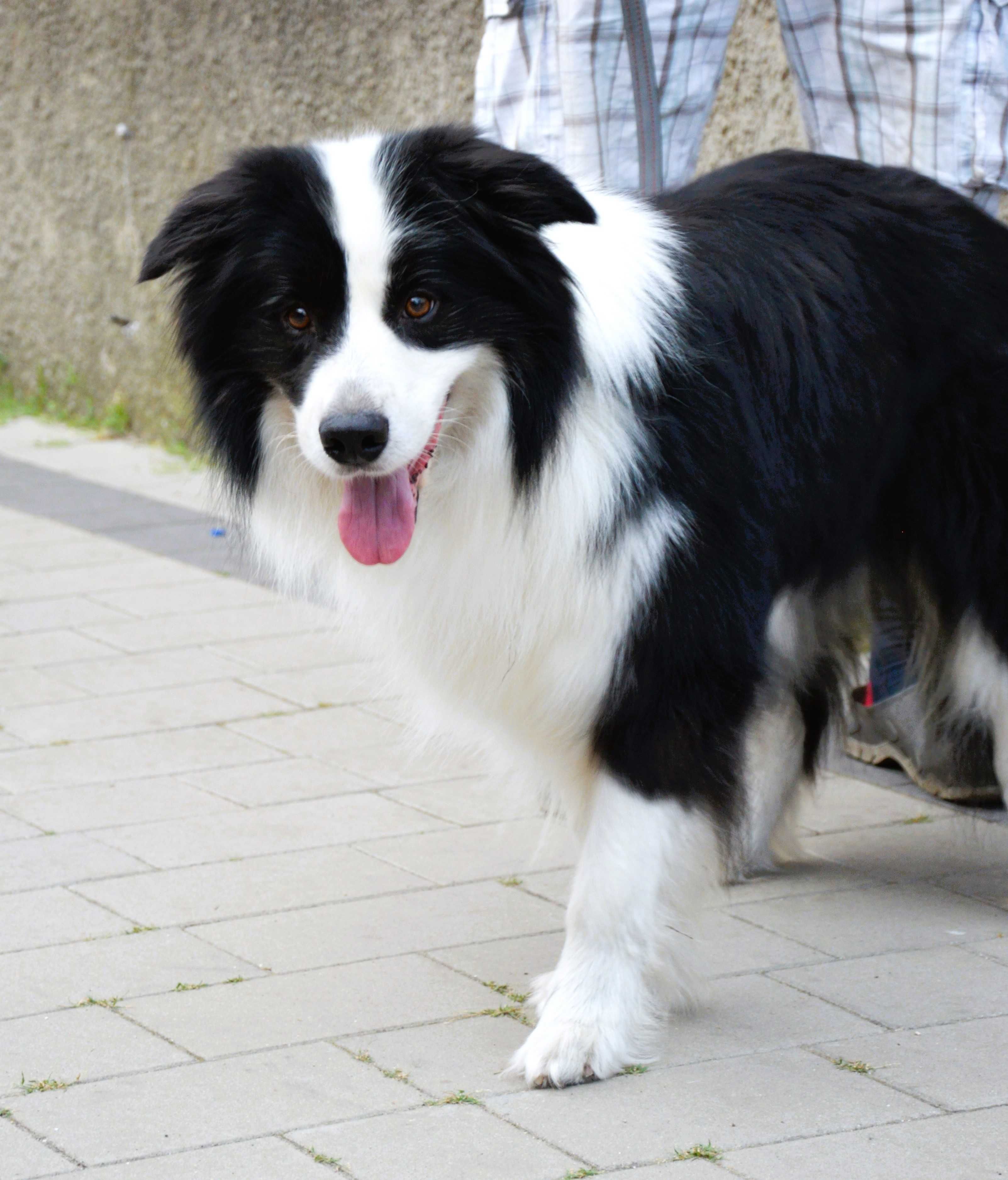 Piesek Border Collie ZKwP / FCI czarno biały