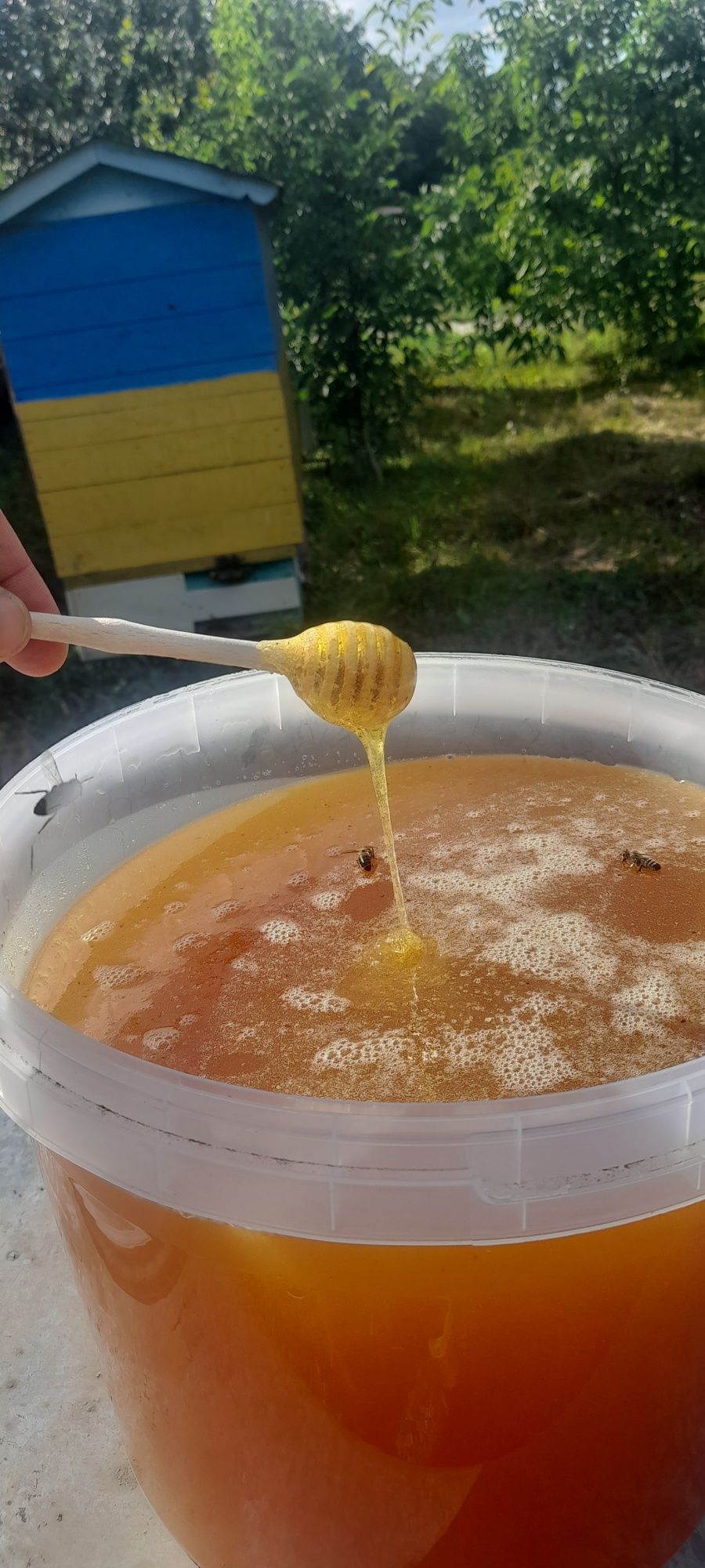 Мед з власної пасіки