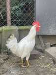 Kogut Leghorn z Marca 2025