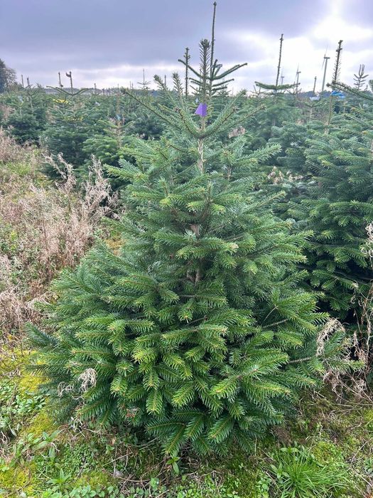 JODŁA KAUKASKA 100 - 220CM ! W Donicy ! Ukorzeniona Z Korzeniem! Jodla