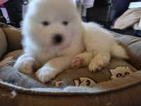 Piękne szczenię rasy Samoyed