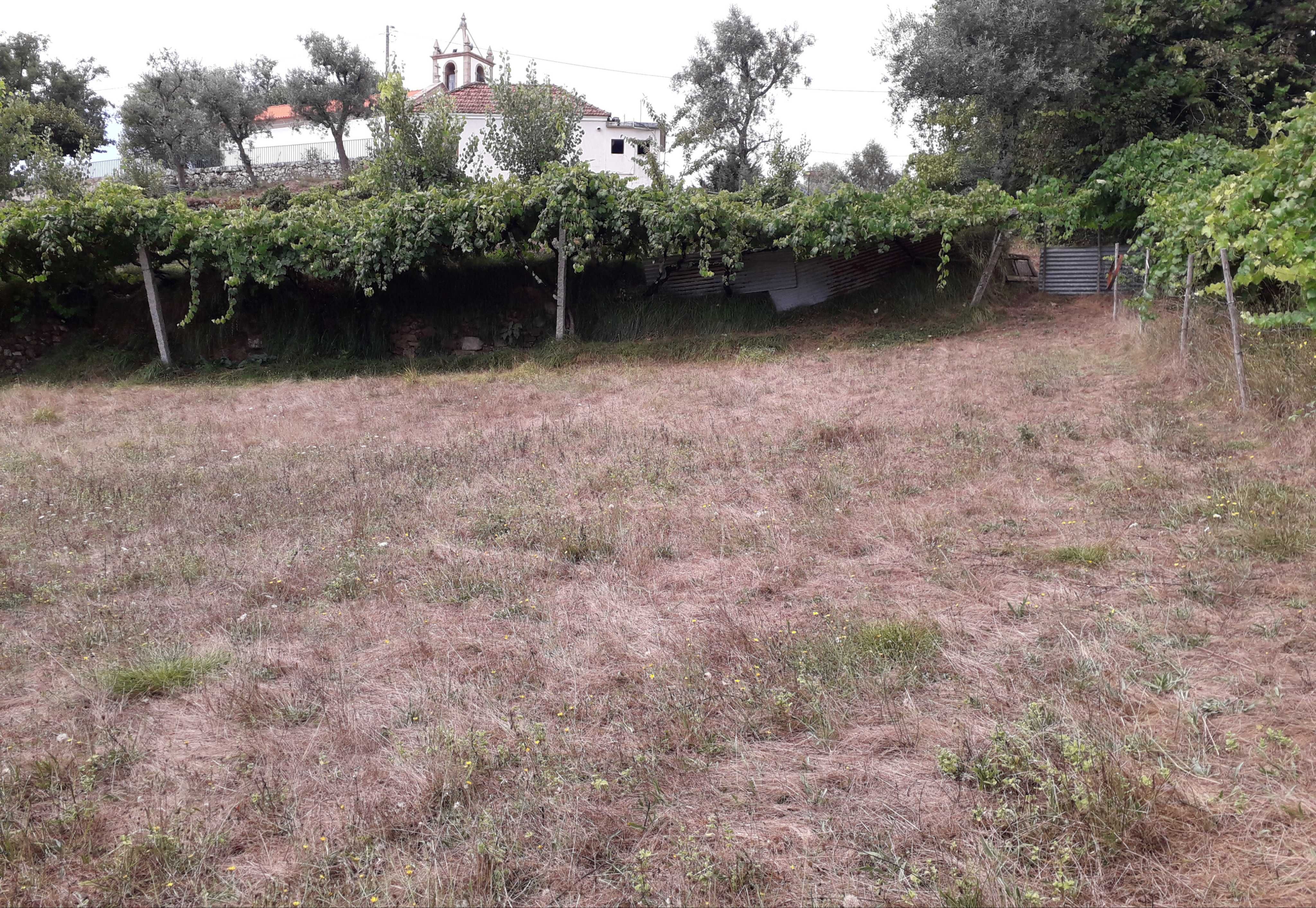 Terreno em Cinfães, entre o rio Paiva e o rio Douro.