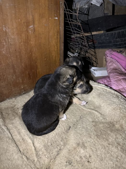 Їх до неділі треба забрати звідти