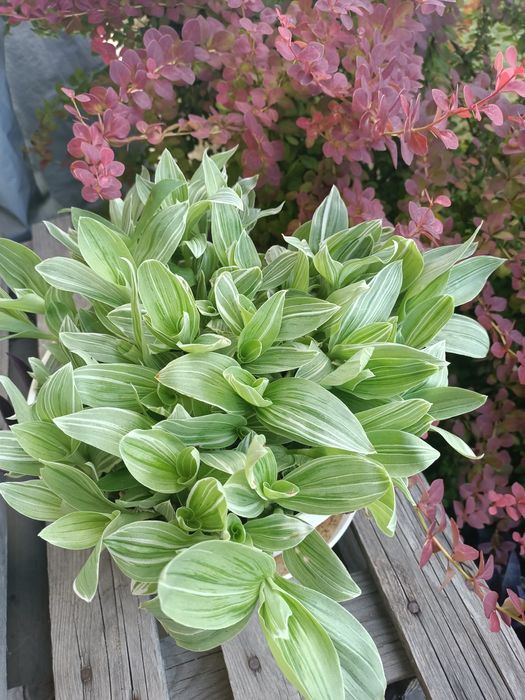 Trzykrotki zestaw 15 odmian Zebrina Silver Evanesce  Yellow  hill