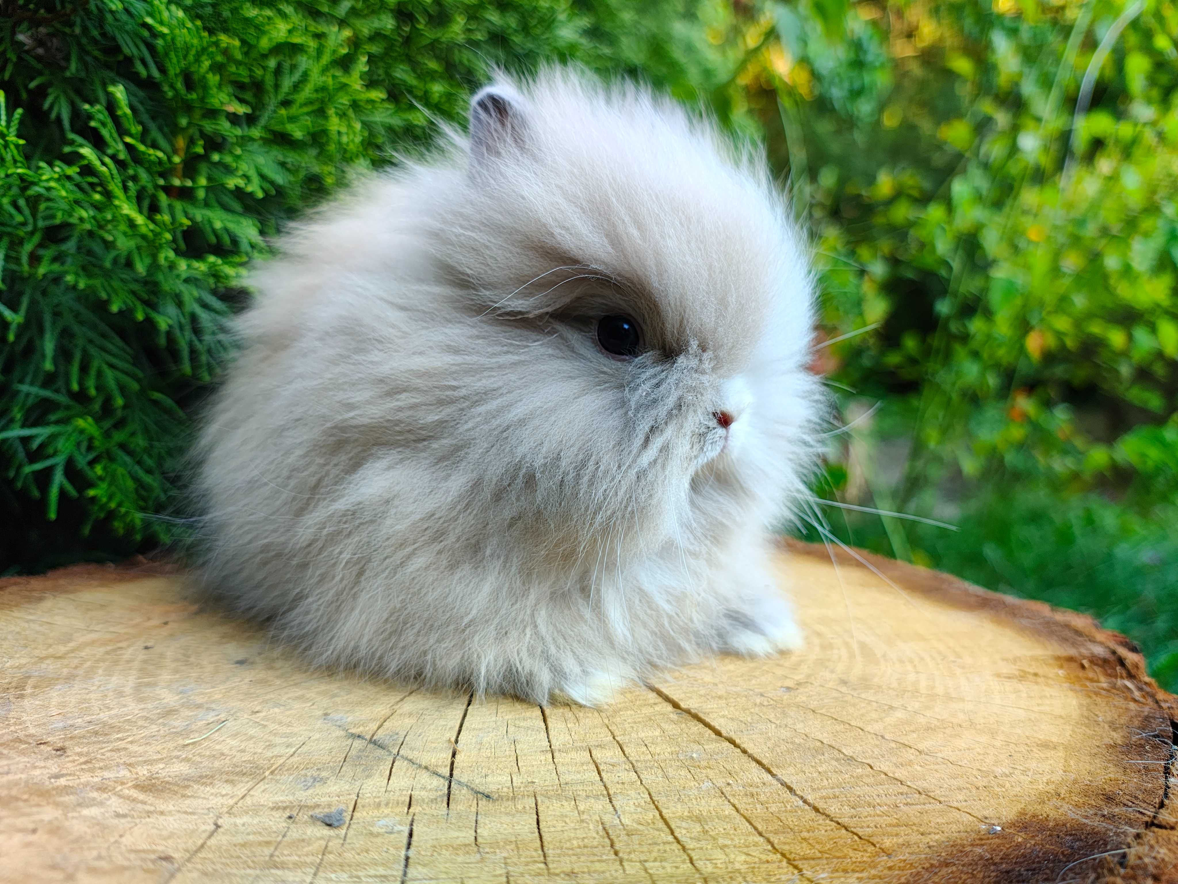 Króliczki karzełki Teddy.
