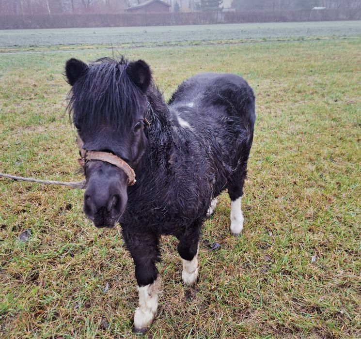 Sprzedam klacz kucyka – 8 lat, spokojna, idealna dla dzieci