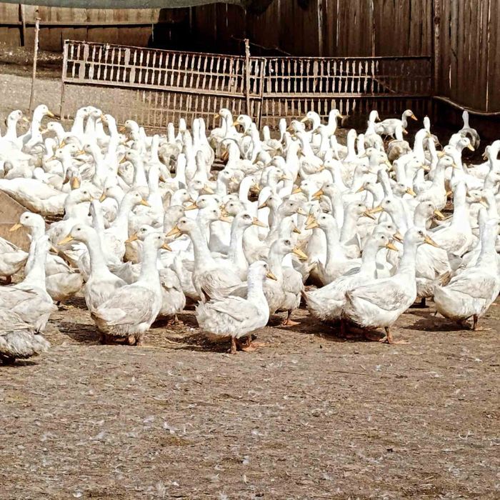 Качка живою вагою,добове каченя постійно в наявності .