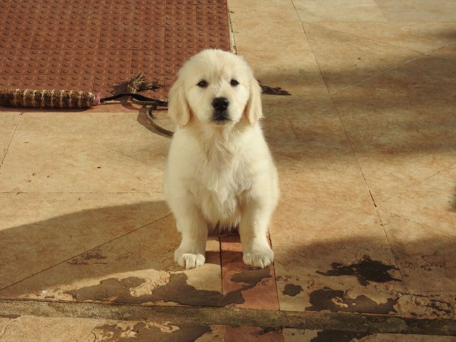 Golden Retriever com LOP e Afixo