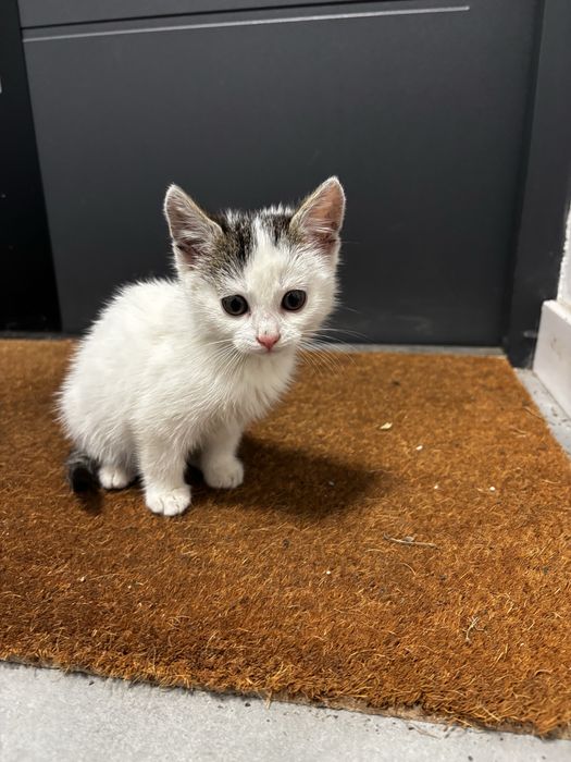 Mały kot ok. 2 miesiące