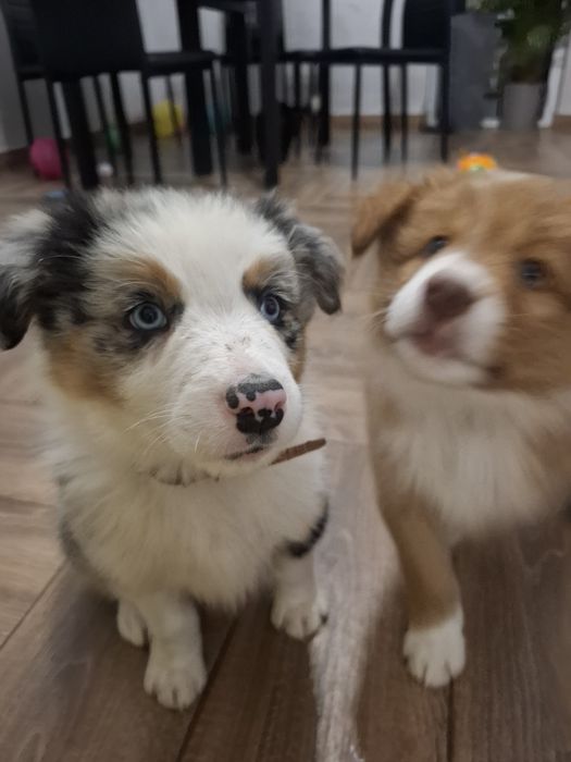 Amaro szczeniak Border Collie