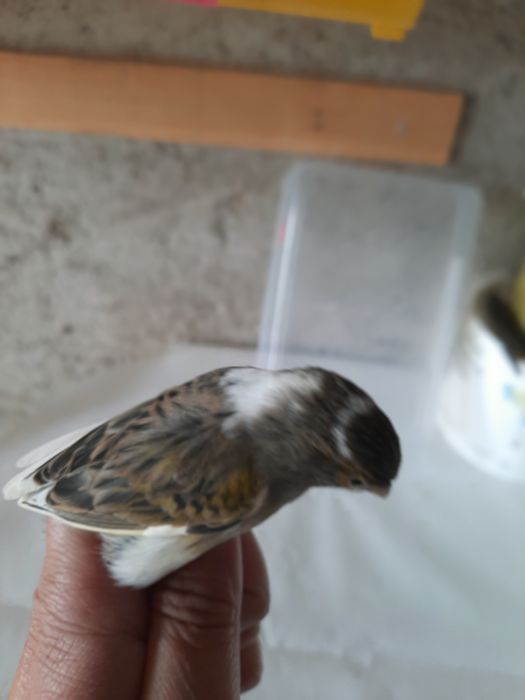 Canários novos 2025