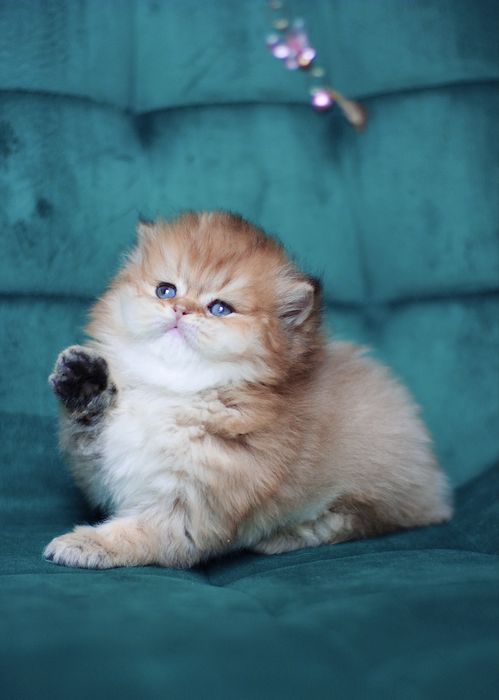 Oferujemy  czystego brytyjskiego kociaka o rzadkim kolorze