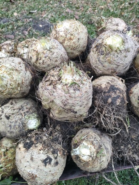 Seler korzeniowy duży