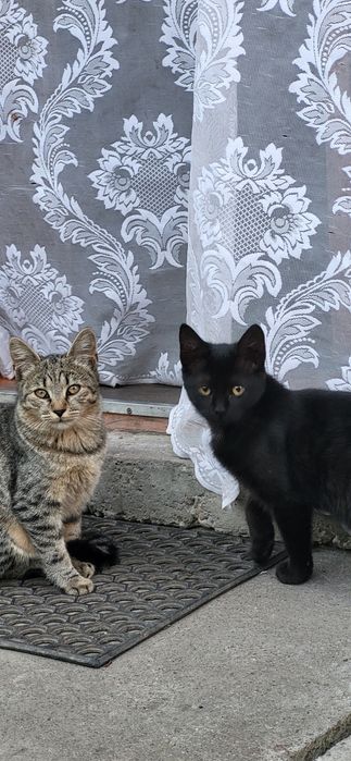 кошенята в добрі руки