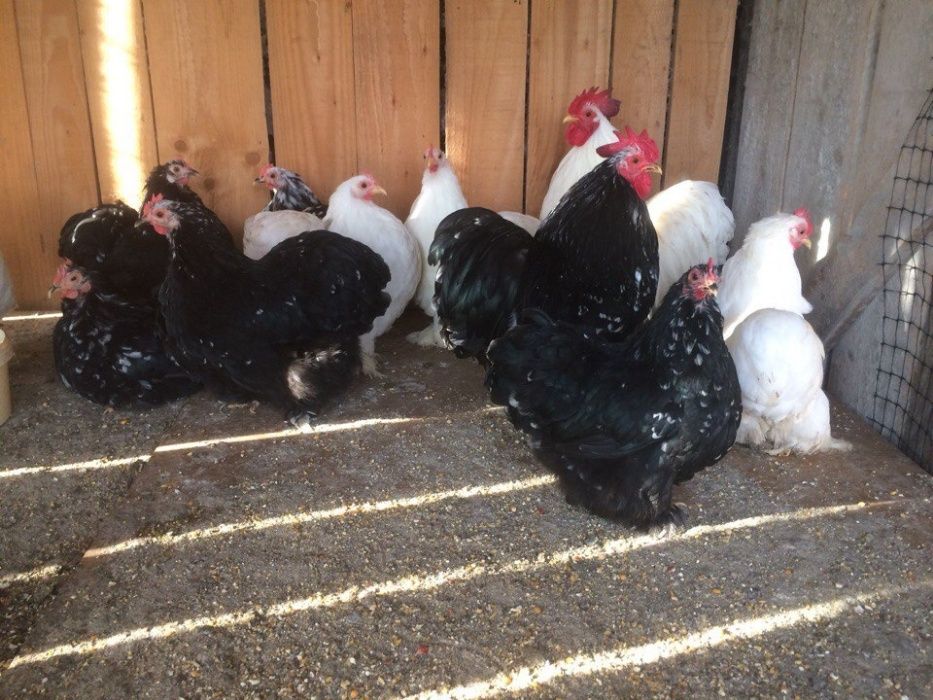 Продам кури різних порід