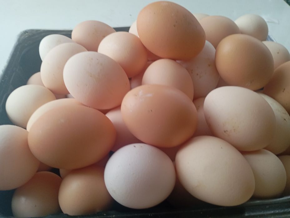 Sprzedam jaja wiejskie