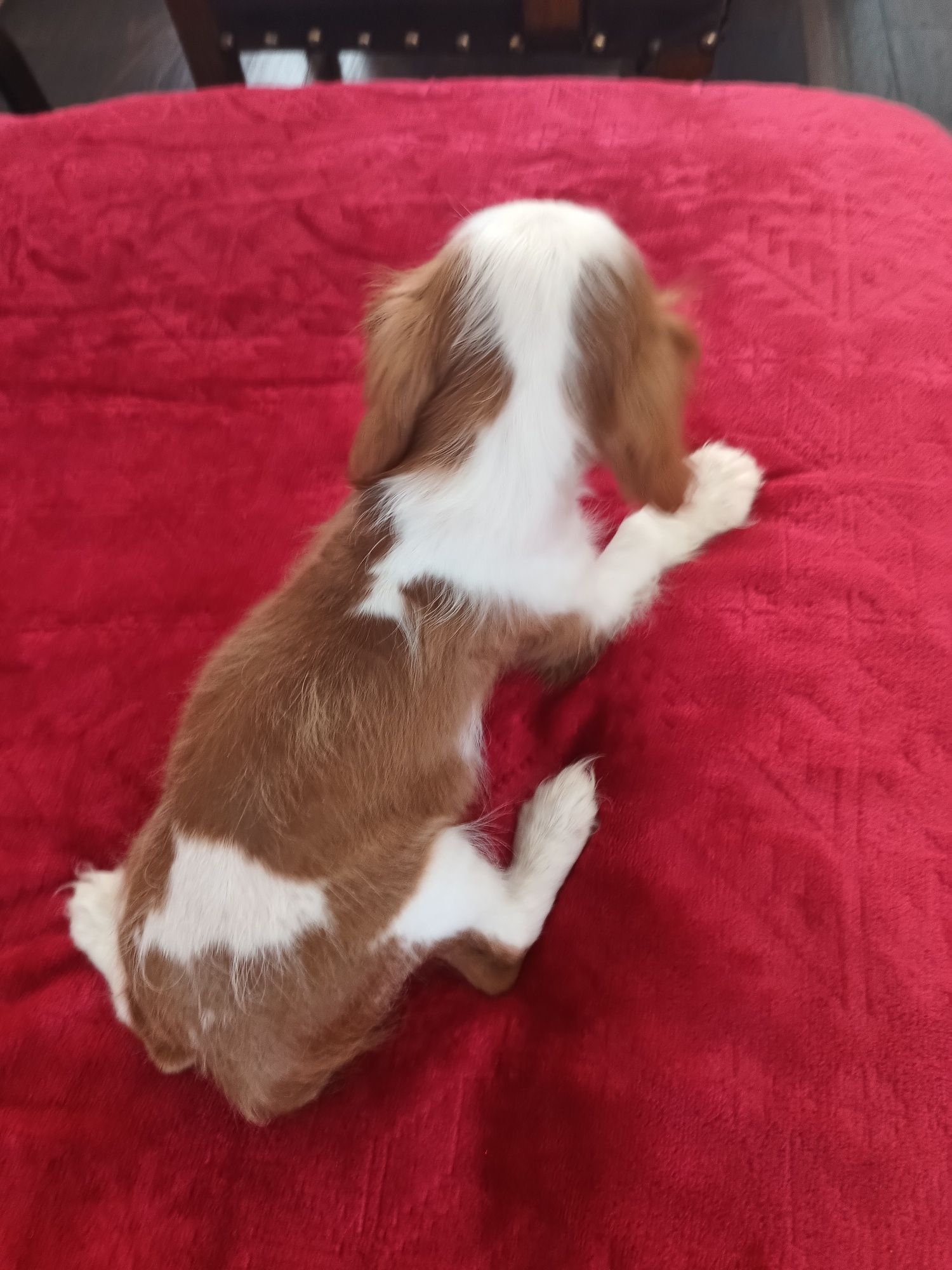 Psy rasowe cavalier King Charles spaniel