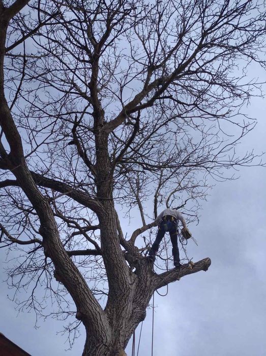 Обрізаня,спил,обрізка,валка аварійних дерев, дерево,альпініст, висотні