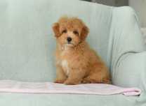 Maltipoo-piekny maluch