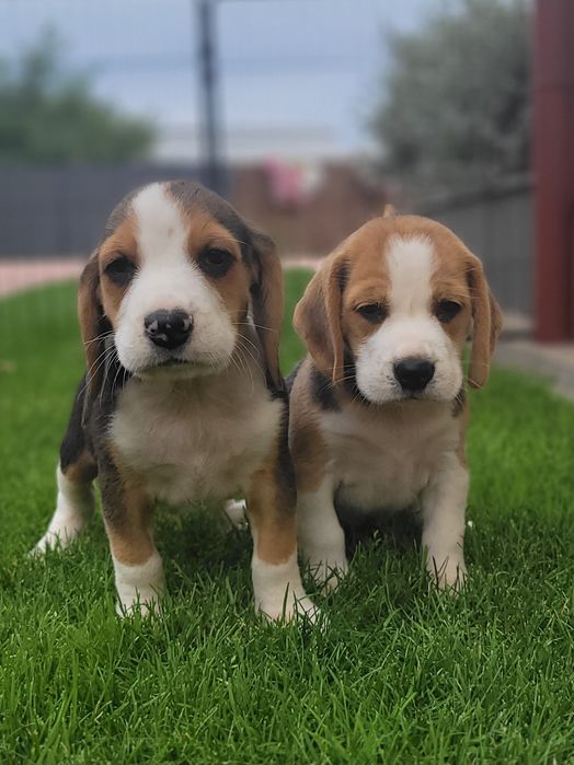 Beagle Psi Przyjaciel