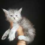 Maine coon rodowód fpl fife koteczka