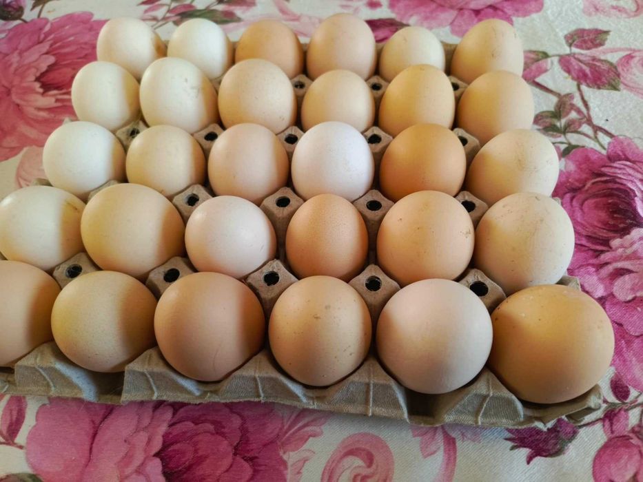 Jajka wiejskie z gospodarstwa rodzinnego.