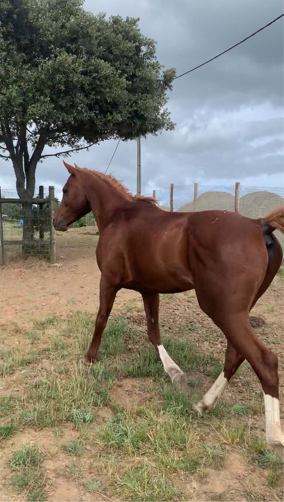 Cavalo Anglo Arabe