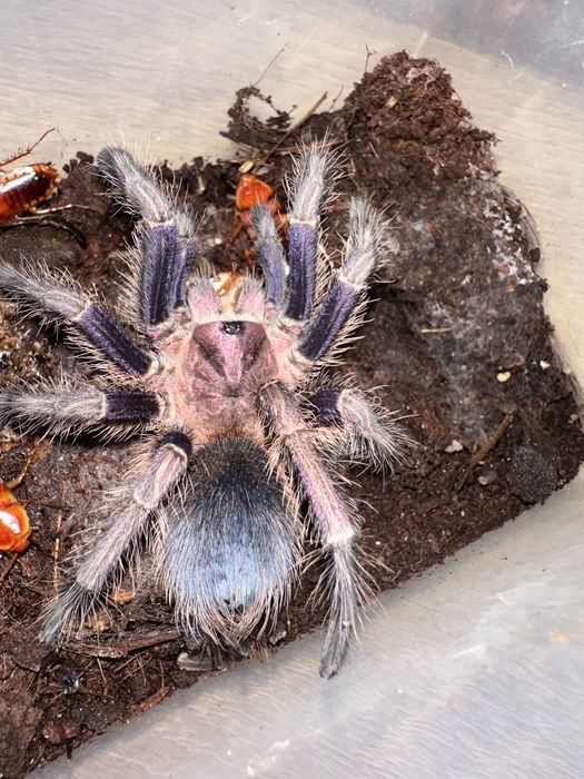 Ptasznik Phormictopus sp. Dominican purple Samica 5DC