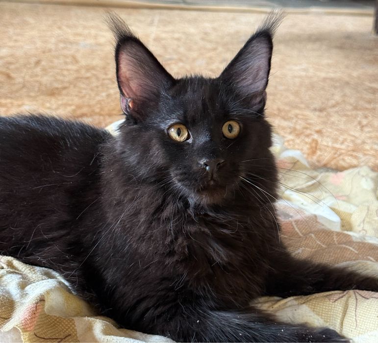 Cudny czarny kocurek Maine Coon