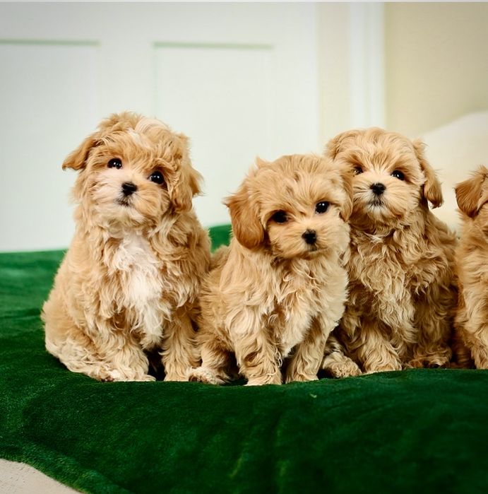 Красивые VIP mini щенки мальтипу ф1 илеальные кукольнык.  Мальтипу