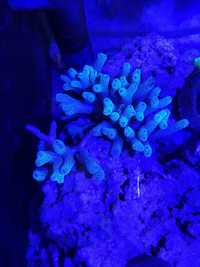 Seriatopora caliendrum | akwarium morskie |