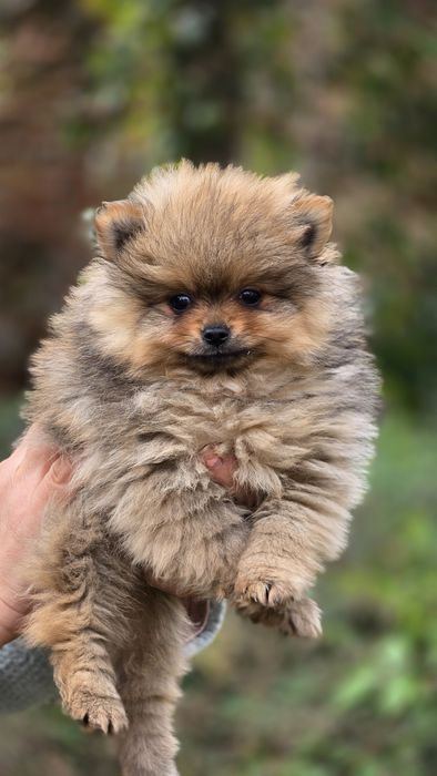 Pomeranian uroczy piesek