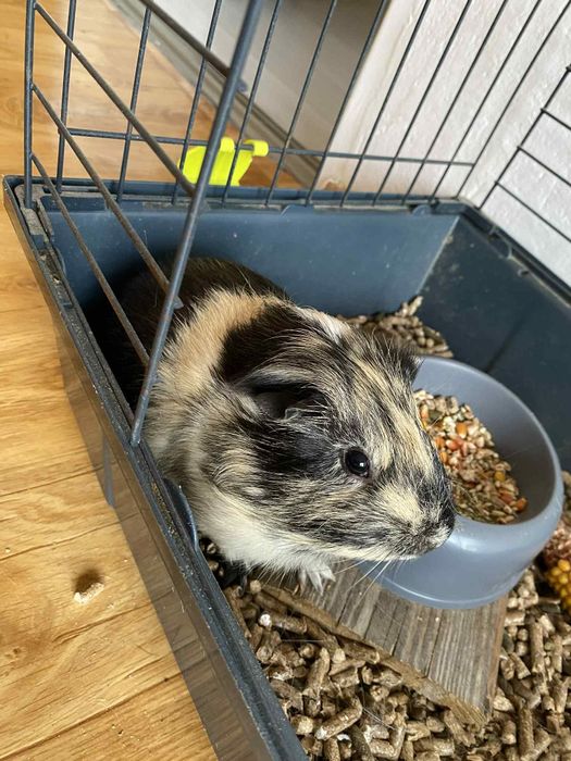 Klatka akcesoria świnka morska