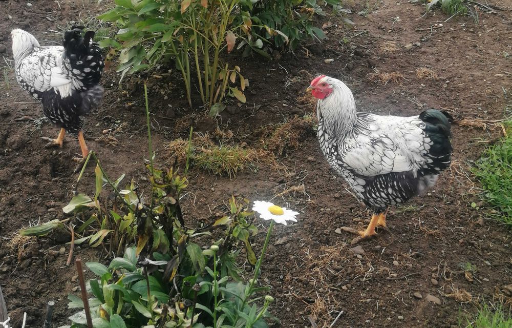 Kogut typu Wyandotte